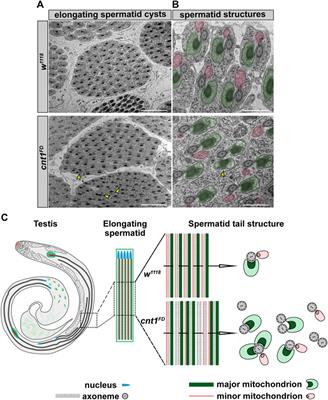 Mutation in Drosophila concentrative nucleoside transporter 1 alters spermatid maturation and mating behavior